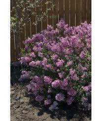 Free shipping over $99 · arrive alive guarantee Lilac Bloomerang Dark Purple Longfellow S Garden Center