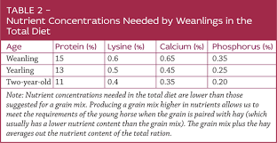 Feeding Young Horses For Sound Growth Horse Journals