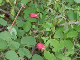 Maybe you would like to learn more about one of these? Clematis Texensis Scarlet Clematis Native Plants Of North America