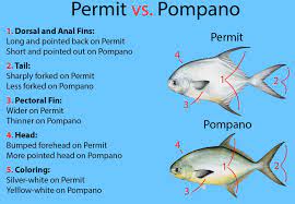 The length of your permit will depend on the length of the study program the permit won't be longer than the length of your study program. Permit Vs Pompano All You Need To Know