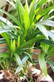 Pandanus leaves are grown in backyards of home for cooking purpose. Pandan Screwpine A Green Spice You Can Grow Indoors Fragrant Plant Spice Garden Edible Garden