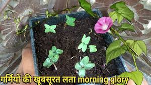 Drape out of a hanging basket; How To Grow Morning Glory From Seeds Youtube