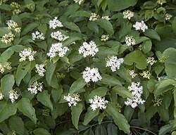 Image result for Cornus volkensii