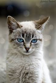 Pin By Marianne Gademan On Mis Gatos Beautiful Cats Pretty Cats Cute Cats