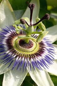 Image result for Passiflora caerulea