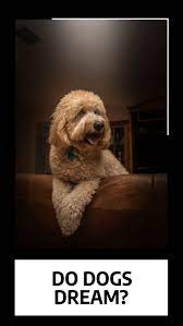 Do Dogs Dream 10 Amazing Things About Dogs Dreaming Dog Facts Dog Info Dogs