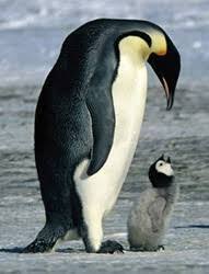 Image Result For What Animals Live In Antarctica Penguins Cute Penguins March Of The Penguins