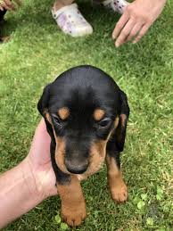 Image result for slovenský kopov