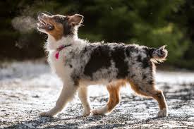 australian shepherd charakter haltung pflege zooplus
