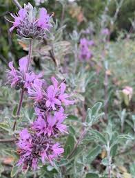 Image result for Salvia stenophylla