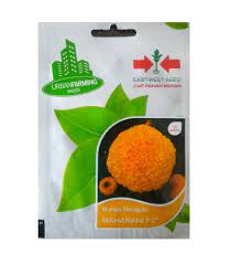 Check spelling or type a new query. Jual Benih Marigold Maharani F1 10 Biji Panah Merah Bibitbunga Com