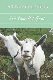 54 Perfect Name Ideas For Your Pet Goat Or Sheep Pet Goat Pet Sheep Cute Pet Names