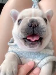 Download gambar bulldog from creative professional designers. How Cute Is This Howl Video Cute Funny Dogs Cute Baby Dogs Dogs