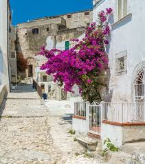 Peschici Province Of Foggia Apulia Italy Bougainvillea Instagram Amazing