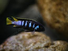 These mbuna cichlids are endemic to lake malawi in eastern africa. Pseudotropheus Elongatus Chewere Wf African Colours