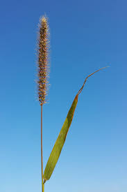 Image result for Setaria verticillata