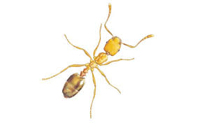 If you suspect the carpenter ants are entering from an outdoor location, try a perimeter treatment with a liquid bait such. Pharaoh S Ants Pest Control Services In London Vermikil