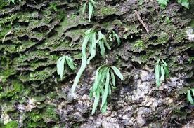 Image result for Lepisorus