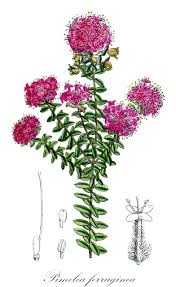 Image result for Synandrodaphne paradoxa