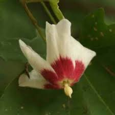 Image result for Triplochiton zambesiacus