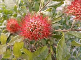 Image result for Combretum constrictum