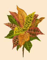 Image result for Croton