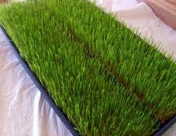 Finding the best wheatgrass juicer may be challenging, as not every juicer is suitable for the task. Growing Wheat Grass My Liquid Sunshine Leafy Greens And Me Growing Wheat Grass Growing Wheat Wheat Grass