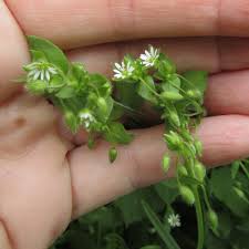 Image result for Stellaria sennii