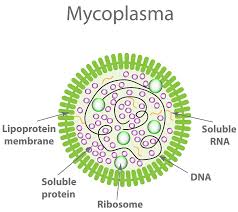 Animal tissue culture involves the growth and maintenance of animal cells invitro inappropriate nutrition media and growth conditions. Why Test For Mycoplasma In My Cell Culture Goldbio