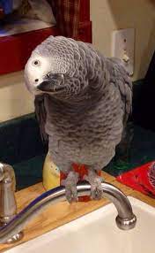 Shared By Debbie Bert-shirk African Grey Parrot African Grey Congo African Grey