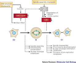 Maybe you would like to learn more about one of these? Mitotic Kinases As Regulators Of Cell Division And Its Checkpoints Nature Reviews Molecular Cell Biology