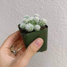 I have a 10 gallon tank filled with nursery pots for this exact reason lol. Thimble Cactus Mammillaria Succulent For Sale Care Guide Succulents Box