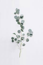 Katharina Sagt Tolles Bild Studiostories Likes Eucalyptus Summer Is The Most Colourful Season In Summer The Whole In 2020 Plants Nature Inspiration Flowers