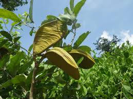 Image result for Anthonotha macrophylla