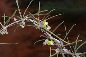 Image result for Cibirhiza