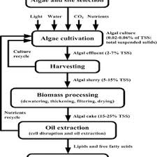 Pdf Algal Biomass And Biodiesel Production