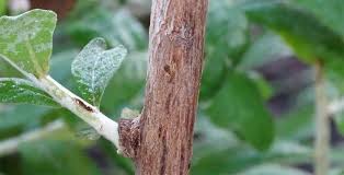 Image result for Brachylaena huillensis