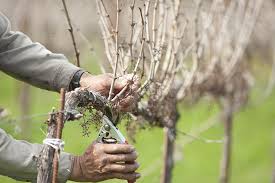 Image result for grape pruning