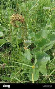 Image result for Gunnera perpensa