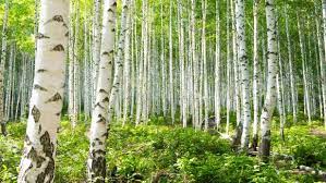 Asian white birch is native to korea, japan, and northern china. How To Grow Birch Trees Hgtv