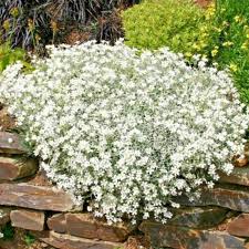 Image result for Arabis