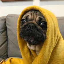 Image result for pug 