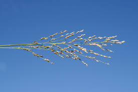 Image result for Panicum repentellum