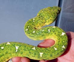 Lipstick sunglow boas for sale (boa constrictor imperator) 14 reviews $449.00. Facebook