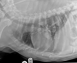 Symptoms of lung cancer in dogs. First Signs Of Lung Cancer In Dogs Top 10 Signs Of Cancer In Dogs Dogtime Symptoms