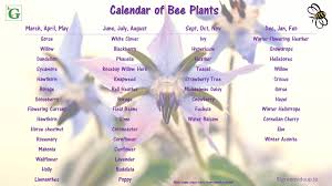 Fall gardening feed the bees with these enchanting winter blossoms. What Can I Plant In My Garden To Help Honey Bees