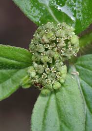 Image result for Euphorbia granulata