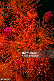 Image result for Clappertonia ficifolia