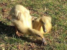 Caring For Ducklings In The Winter - The Happy Chicken Coop