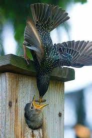 Pin By Ahmet On Beautiful Birds Birds Photography Nature Pet Birds Colorful Birds